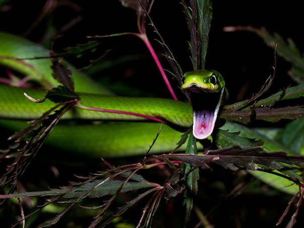 Зеленая змея в кроне японского клена. Кажется, что змея проявляет агрессию, но на самом деле она просто зевает.