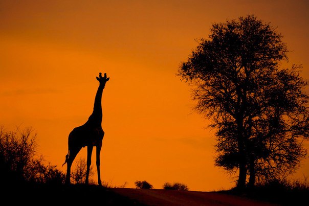 Mario Moreno – знаменитый фотограф дикой природы. Он очень много времени проводит в Южной Африке. Именно там был создан его амбициозный проект «Силуэты» (Silhouettes).