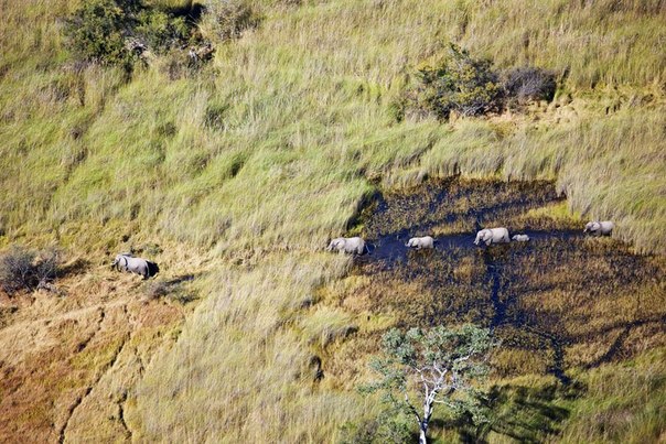 Фотограф Martin Harvey совершил невероятное путешествие на вертолете над просторами Африки (Намибией, Ботсваной, Кенией), сделав снимки местных пейзажей с высоты птичьего полёта.