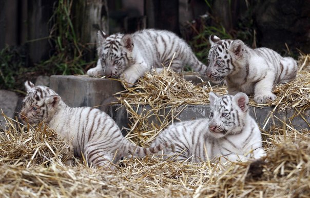 21 марта в зоопарке Буэнос-Айреса, столице Аргентины, впервые показали четырёх белых детёнышей бенгальского тигра (что примечательно, по два самца и самки). Животные появились на свет 14 января 2013 года и уже достаточно окрепли, чтобы предстать перед посетителями зоопарка. Все тигрята белого окраса с ярко-голубыми глазами, но это не альбинизм, а следствие наличия рецессивных генов. Пока у малышей нет имен — их должны придумать самые маленькие посетители зоопарка.