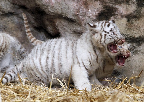 21 марта в зоопарке Буэнос-Айреса, столице Аргентины, впервые показали четырёх белых детёнышей бенгальского тигра (что примечательно, по два самца и самки). Животные появились на свет 14 января 2013 года и уже достаточно окрепли, чтобы предстать перед посетителями зоопарка. Все тигрята белого окраса с ярко-голубыми глазами, но это не альбинизм, а следствие наличия рецессивных генов. Пока у малышей нет имен — их должны придумать самые маленькие посетители зоопарка.