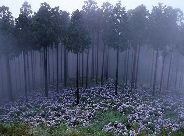 Туманный лес в Японии