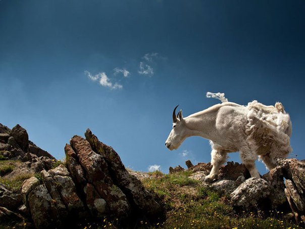 Горный козел в Колорадо, США