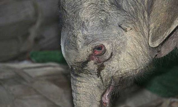 Сотрудники китайского зоопарка стали свидетелями душераздирающего зрелища: слоненок, которого разлучили с агрессивной матерью, плакал в течение пяти часов