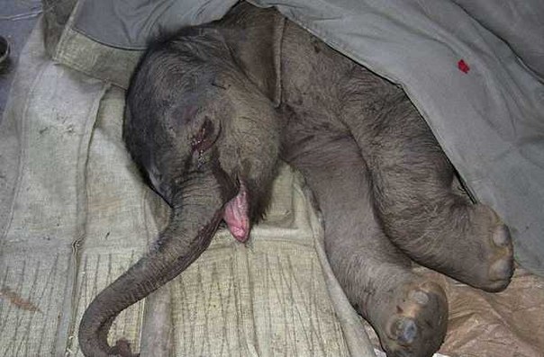 Сотрудники китайского зоопарка стали свидетелями душераздирающего зрелища: слоненок, которого разлучили с агрессивной матерью, плакал в течение пяти часов