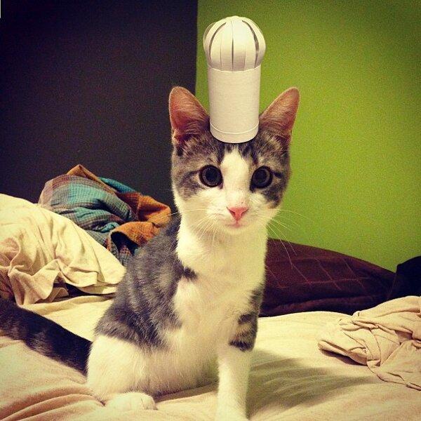 Трехлапый котенок в шляпе
