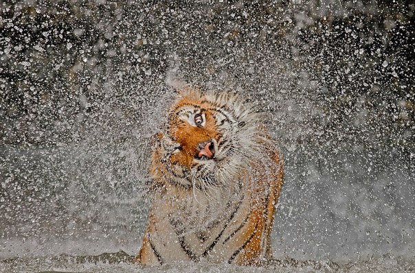 Индокитайская тигрица по кличке Бусаба в зоопарке "Khao Kheow Open Zoo", Таиланд. 