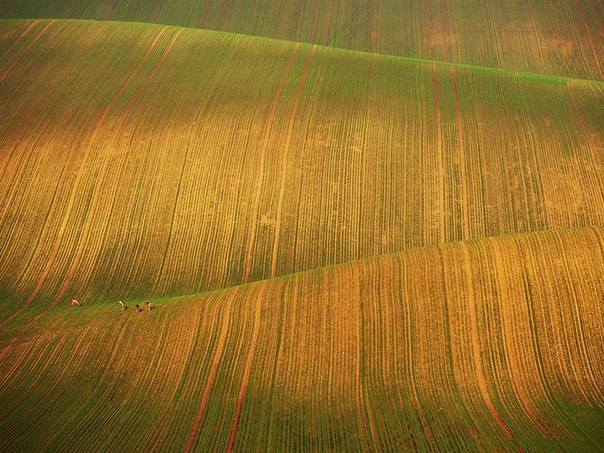 Олени пасутся в полях южной Моравии, Чехия.