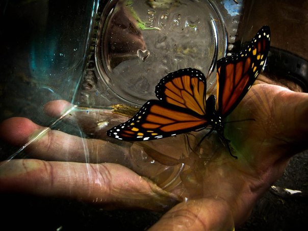 Бабочка монарх только что вылупилась из куколки в стеклянной банке.