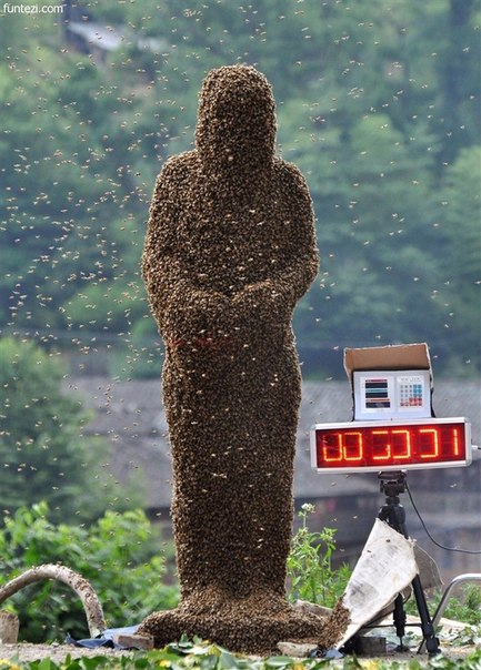42-летний пчеловод из китайского города Шаоян, провинция Хунань, выиграл соревнование по сбору пчел на теле. Ван Далин привлек на свое тело 26,8 кг пчел за 60 минут — и это сделало его победителем.