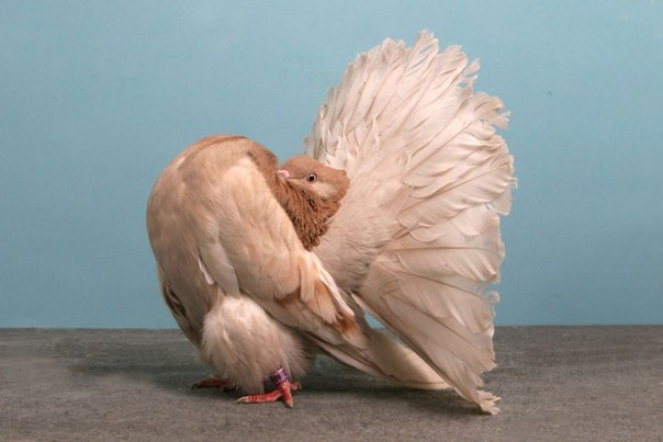 Декоративные породы голубей