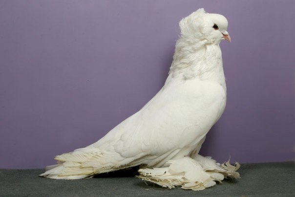 Декоративные породы голубей