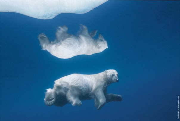 Предлагаем замечательные фотографии обитателей Арктики.