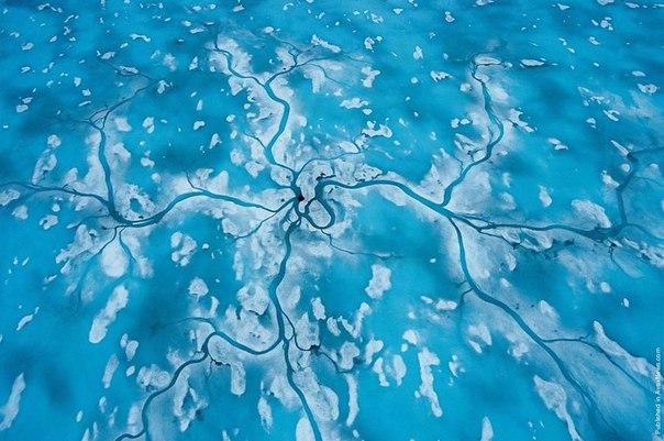 Предлагаем замечательные фотографии обитателей Арктики.