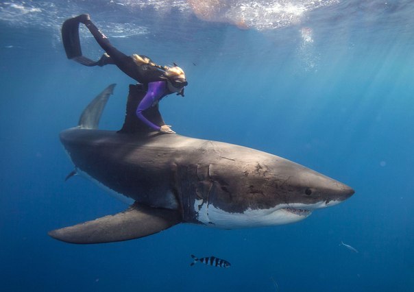Защитница прав животных Оушен Рамси плавает с акулами у берегов Нижней Калифорнии в Мексике. 
