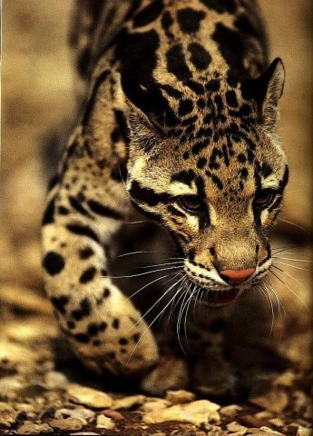Дымчатый леопард.