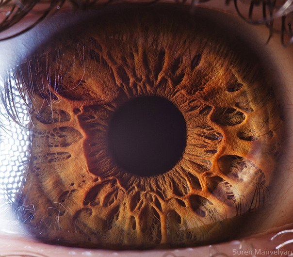 Как правило, когда мы представляем глазное яблоко, мы думаем о гладкой сфере, но фотограф Suren Manvelyan показывает нам, какой текстуры оно на самом деле. 