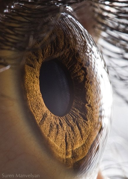 Как правило, когда мы представляем глазное яблоко, мы думаем о гладкой сфере, но фотограф Suren Manvelyan показывает нам, какой текстуры оно на самом деле. 