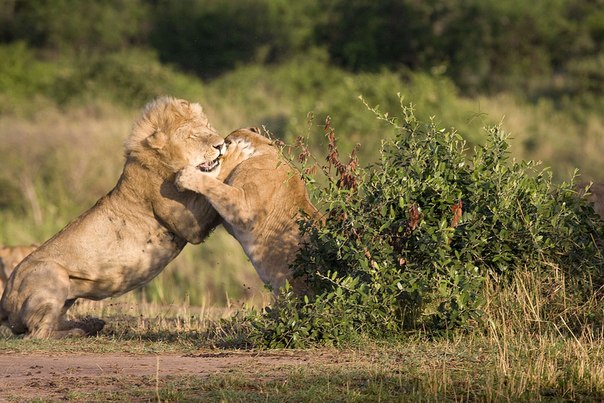 Схватка альфа-самца и молодого льва. Национальный парк Серенгети, Танзания. 
