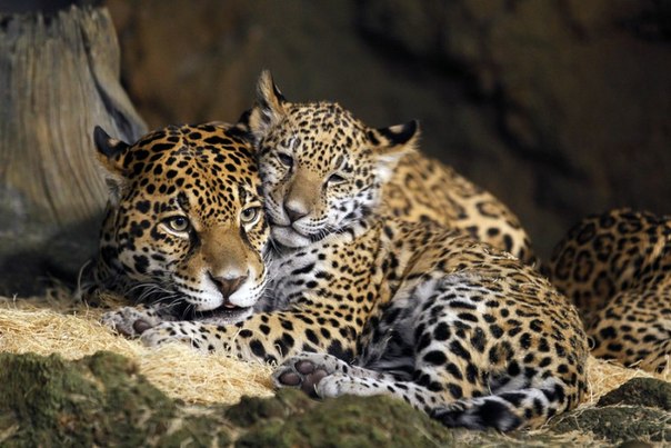 Ягуары в зоопарке округа Милуоки, штат Висконсин, США. Детеныши родились 13 ноября 2012 года, последний раз детёныши ягуара рождались в зоопарке Милуоки в далёком 1975 году.