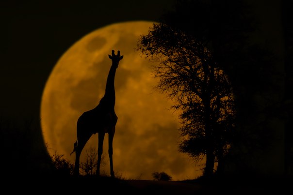 Жираф и Луна...