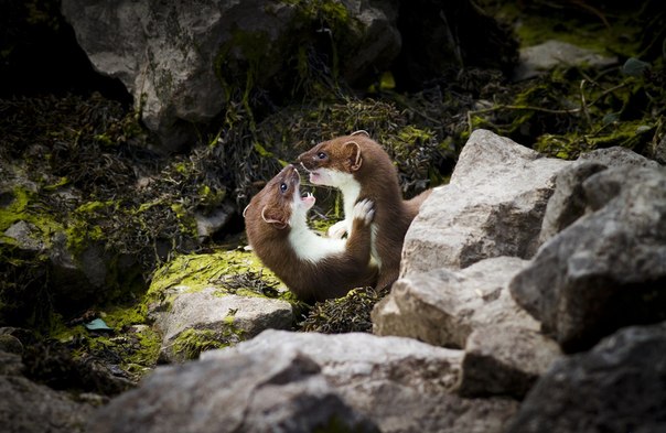 Молодые горностаи играют на краю скалы у берега устья реки Конуи, в Северном Уэльсе. Это место является частью природного заповедника Королевского общества защиты птиц.