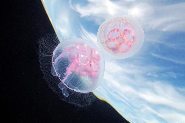 Ушастая аурелия или ушастая медуза (лат. Aurelia aurita) — вид сцифоидных из отряда дискомедуз (Semaeostomeae). Как будто инопланетные существа подлетают к Земле