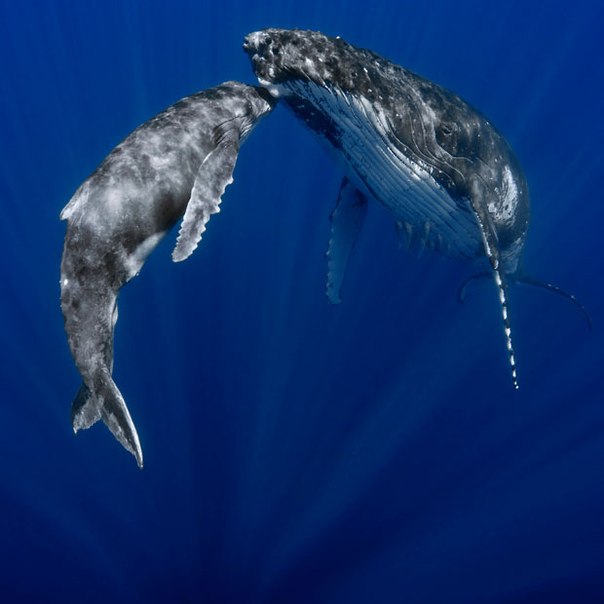 Горбатые киты, мать плавает с детенышем и как будто нежно целует его в голову. 