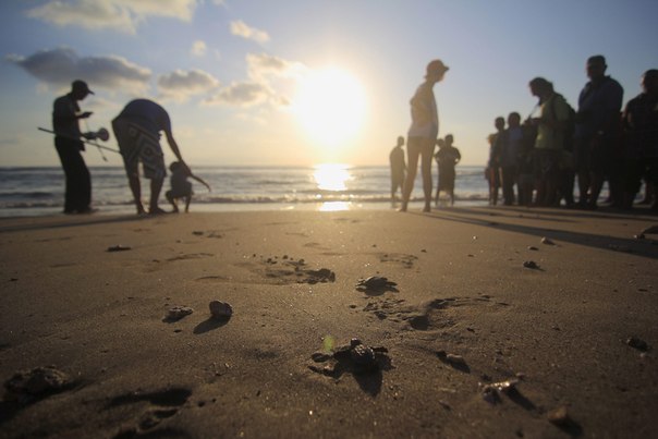 Люди наблюдают за вылупившимися детенышами оливковой черепахи, Бали.