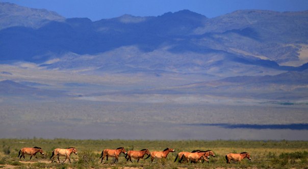 Стадо лошадей Пржевальского, находящихся под угрозой исчезновения, заснято в национальном парке на юго-западе Монголии 16 июля 2012 года. Пражский зоопарк отправил четырех лошадей в Монголию, в естественную среду обитания, делая все для защиты этих животных от вымирания.