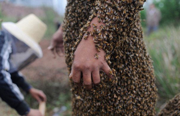 Китайский пасечник полностью покрыт медоносными пчелами, которые подразделяются по породам в зависимости от мест выведения, и которые в среднем собирают за сезон от 33,9 до 55,7 килограмм меда.