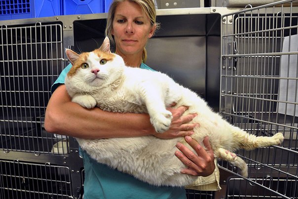 Ветеринар Дженнифер Стеккет держит 2-летнего кота по кличке Мяу в одном из приютов в Санта-Фе, Нью-Мексико. Мяу был отдан пожилым хозяином, который не смог больше о нем заботиться. Вес кота, страдающего ожирением — 18 килограммов (норма — от 3 до 5 кг).