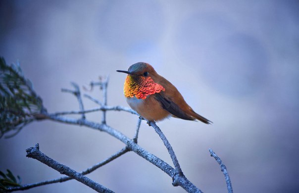 Огненный колибри на ветке сосны демонстрирует свою красивую яркую грудку.