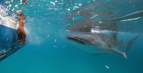 Самый южный остров Филиппин — Цебу — не избалован вниманием туристов. До недавнего времени они его просто игнорировали. Однако жители придумали, как исправить положение — они приманили в акваторию острова китовых акул, которые быстро стали местной достопримечательностью. Китовая акула — самая большая в мире рыба и самая миролюбивая акула. Это огромное существо крайне медленное (плывет со скоростью до 3-4 км/ч), апатичное и незлобное — питается, как киты, планктоном. Человеку китовая акула может навредить только если тот начнет ее бить или поранит — в этом случае горе тем, кто окажется в пределах досягаемости хвоста гигантской рыбы. А в обычной ситуации ее можно трогать, рядом с ней можно плавать и на ней даже можно кататься. Чем туристы теперь и пользуются.