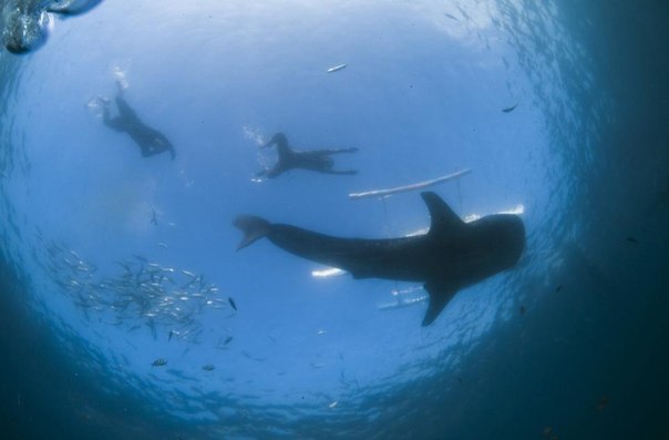 Самый южный остров Филиппин — Цебу — не избалован вниманием туристов. До недавнего времени они его просто игнорировали. Однако жители придумали, как исправить положение — они приманили в акваторию острова китовых акул, которые быстро стали местной достопримечательностью. Китовая акула — самая большая в мире рыба и самая миролюбивая акула. Это огромное существо крайне медленное (плывет со скоростью до 3-4 км/ч), апатичное и незлобное — питается, как киты, планктоном. Человеку китовая акула может навредить только если тот начнет ее бить или поранит — в этом случае горе тем, кто окажется в пределах досягаемости хвоста гигантской рыбы. А в обычной ситуации ее можно трогать, рядом с ней можно плавать и на ней даже можно кататься. Чем туристы теперь и пользуются.