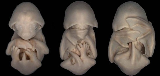 Три эмбриона летучей мыши на светлопольной микрофотографии. Эмбрионы находятся на прогрессивной стадии развития.