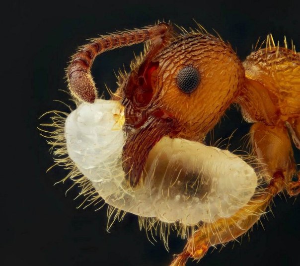 Фотография муравья, несущего личинку, сделанная техникой гиперфокусировки и отраженного света. 5-кратное увеличение.