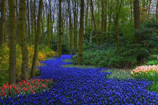 Кёкенхоф - всемирно известный королевский парк цветов в Нидерландах. Также известен под названием Сад Европы.