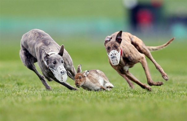 Гончие бегут за зайцем на соревнованиях в г. Лимерик, Ирландия.