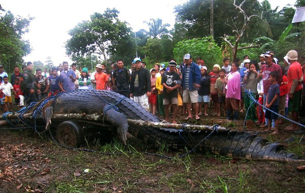 Жители смотрят на морского крокодила, который достигает в длину 6,4 метра. Он был пойман в Агусан-дель-Сур, Филиппины, после того, как произвел нападение на нескольких человек. Вес данной особи — более 1000 кг. По данным спасателей дикой природы и Центра охраны — это самый крупный крокодил в стране на сегодняшний день.