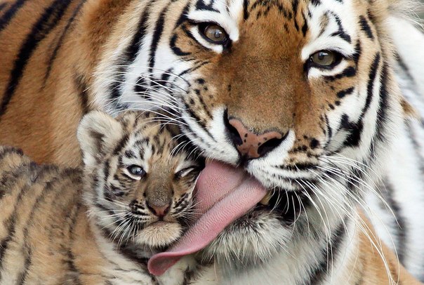 Самка амурского тигра лижет своего 7-недельного детеныша во время его первого выхода на публику в зоопарке Роев Ручей в Красноярске.