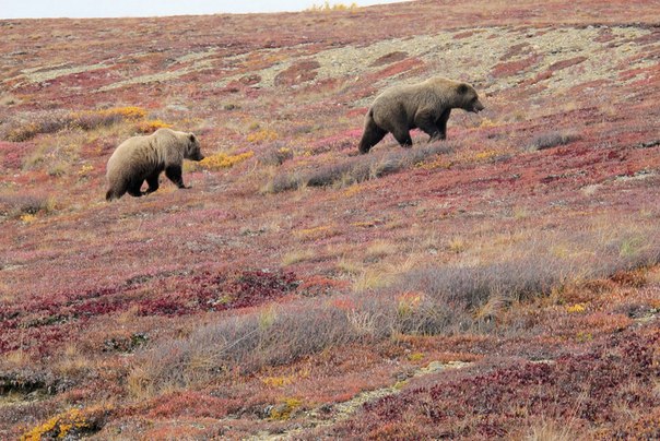 Два медведя в тундре, в национальном парке Денали на Аляске. В парке водится около 300-350 особей.