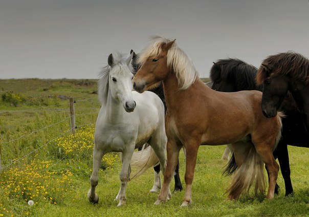 Даже в неволе лошади остаются животными, воплощающими свободу...