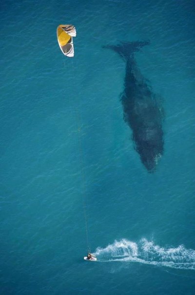 Кайт-серфер и кит.