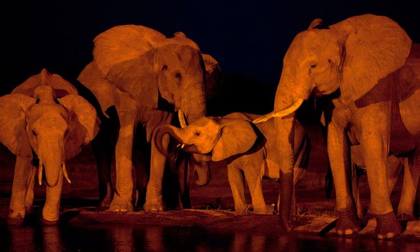 Слоны пришли на водопой ночью в национальном парке Восточный Цаво, Кения.