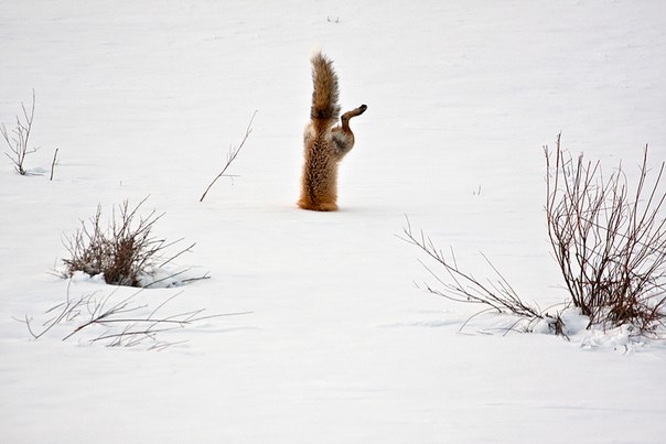 Обыкновенная лисица обладает исключительным слухом. На фото лисица ловит мышей под 60-сантиметровым слоем снега, покрытым ледяной коркой.