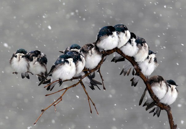 Птицы сидят на ветке во время снегопада в Пемброке, штат Нью-Йорк.