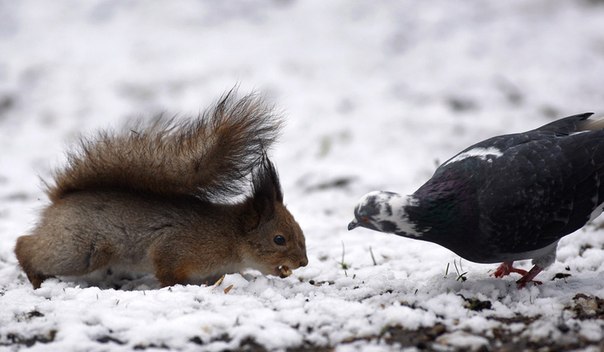 Белка и голубь борются за угощение после снегопада в парке в Минске, Беларусь.