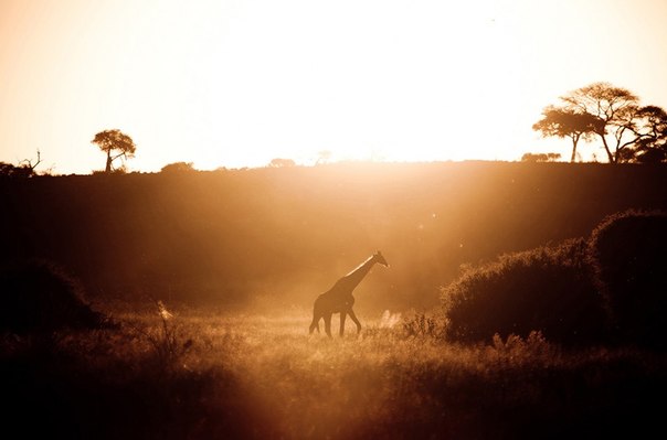 Этот снимок был сделан на закате в Национальном парке Чобе в Ботсване.