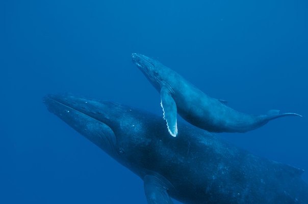 Для многих горбатых китов, как и для этого новорожденного длиной 4,5 метра, жизнь начинается в чистых водах Национального морского заповедника горбатых китов на Гавайских островах.